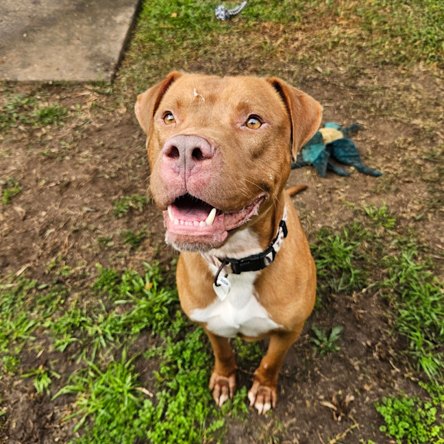 Photo of Tucker