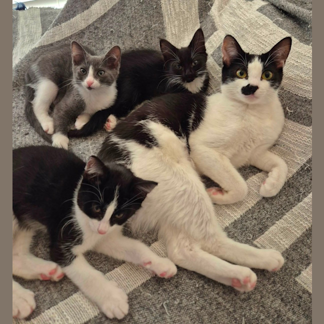 Photo of Mabel Meet Me@Petstock Hastings 