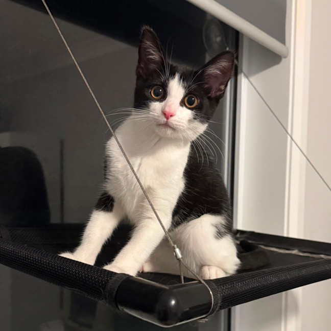 Photo of Pebbles 🥰🍒🥰