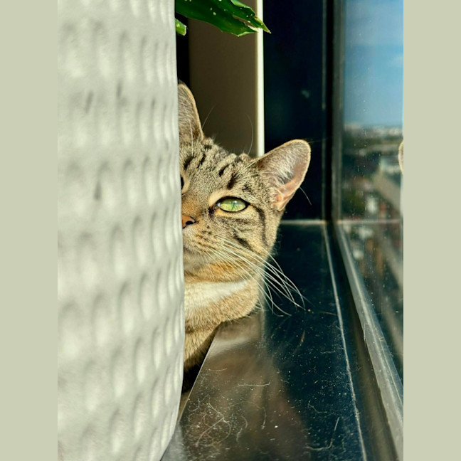 Photo of Kitty