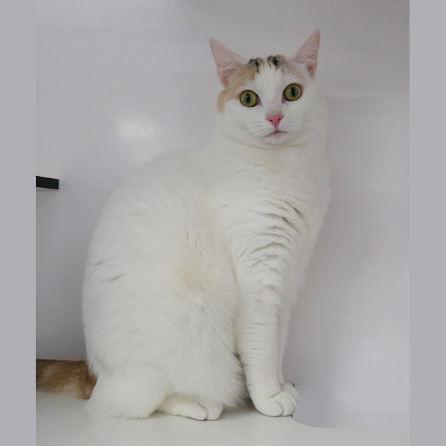 Photo of Minks Sua012891