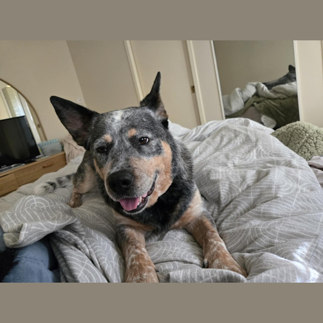 Photo of Rambo   3 Year Old Cattle Dog (Trial 26/9)