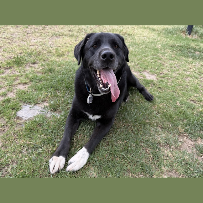 Photo of Boomie Imp 2716