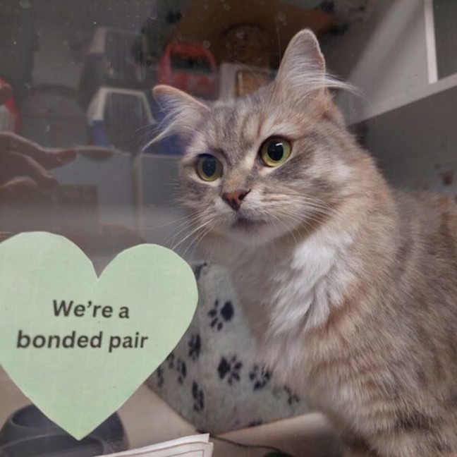 Photo of Velvet & Vo Vo