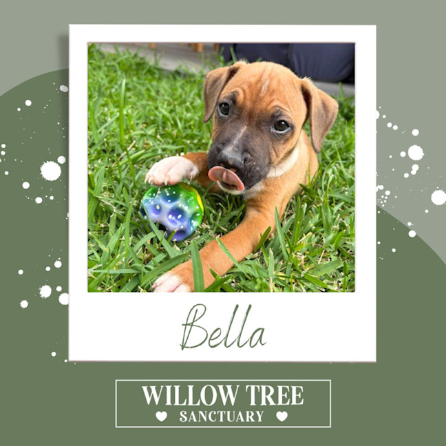 Photo of Bella