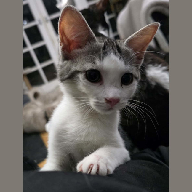 Photo of Fern 