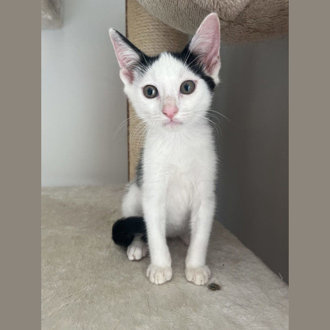 Photo of Cappuccino   Now At Pet Quarters Glendale