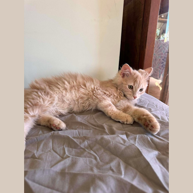 Photo of Felix