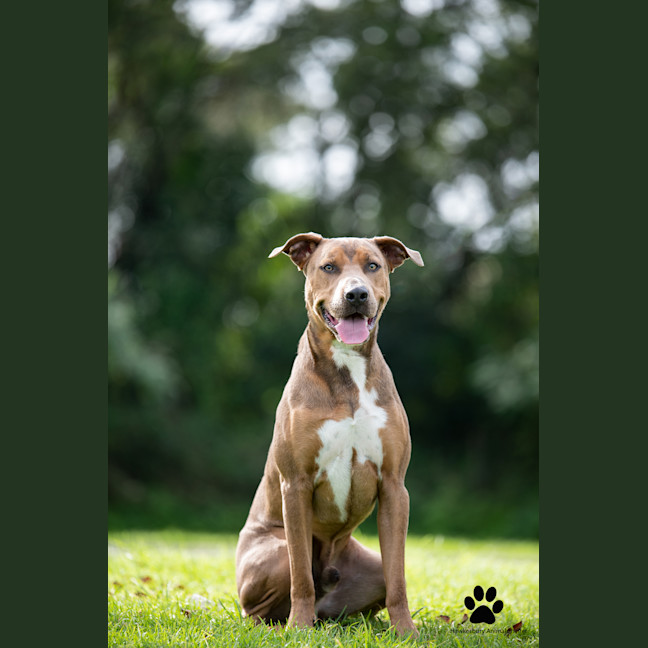 Photo of Sherlock
