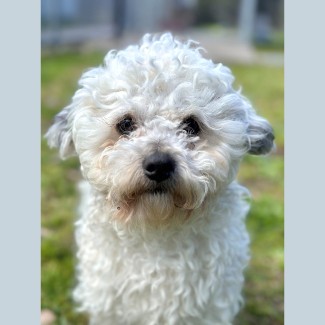 Photo of Crisp.P.Bacon