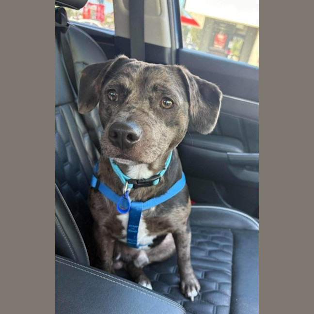 Photo of Crank   11 Month Old Dachshund X Staffy