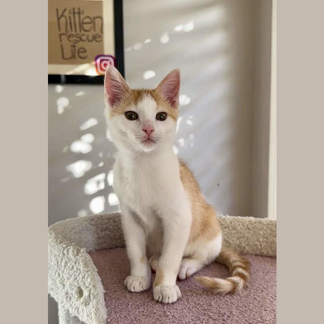 Photo of Lil'guine