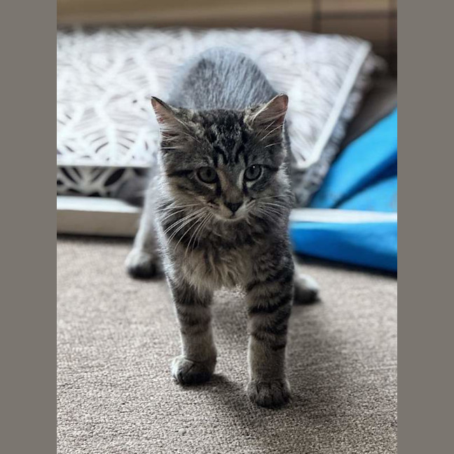Photo of Fluffy