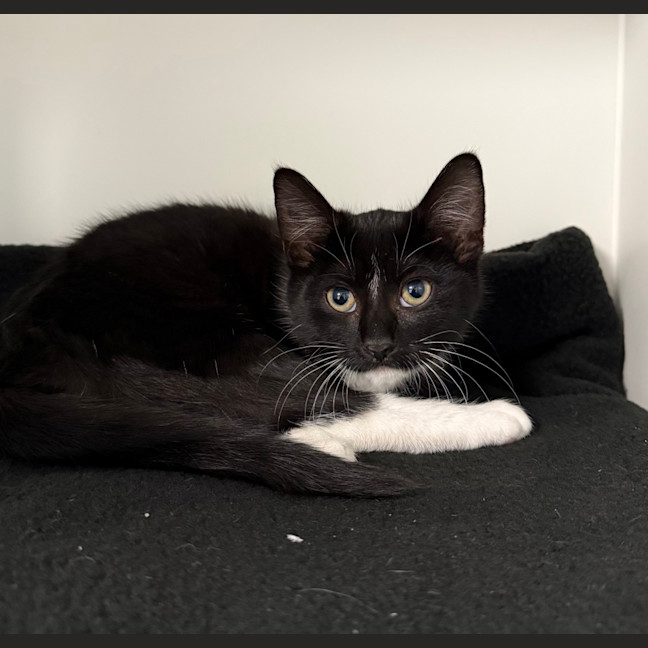 Photo of Cheddar