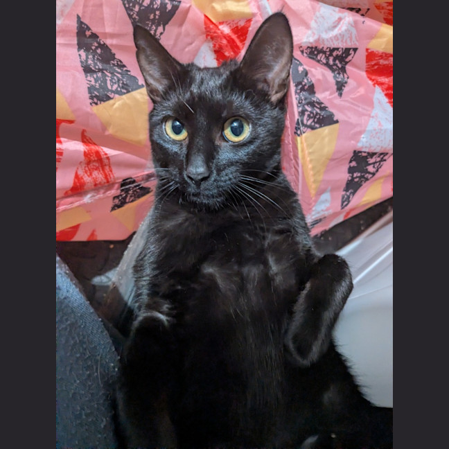 Photo of Reglisse