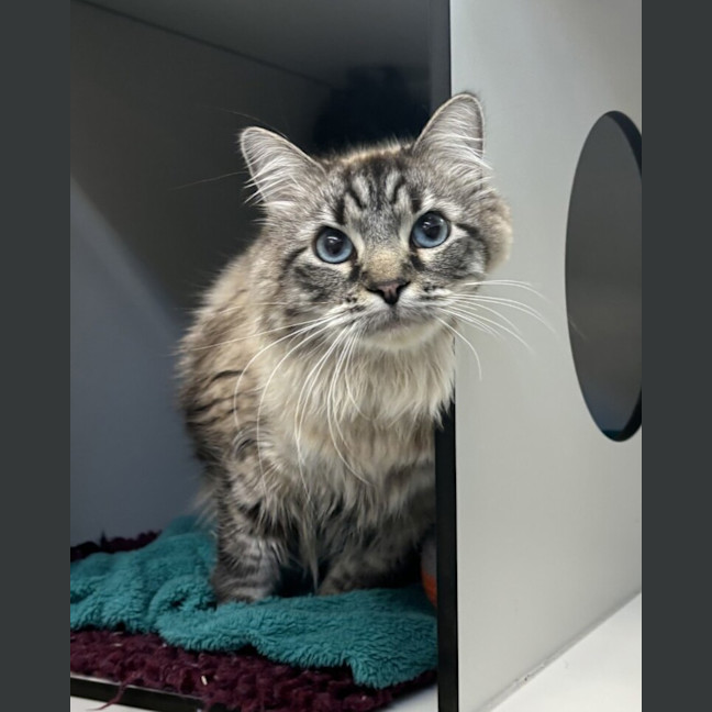 Photo of Phoenix