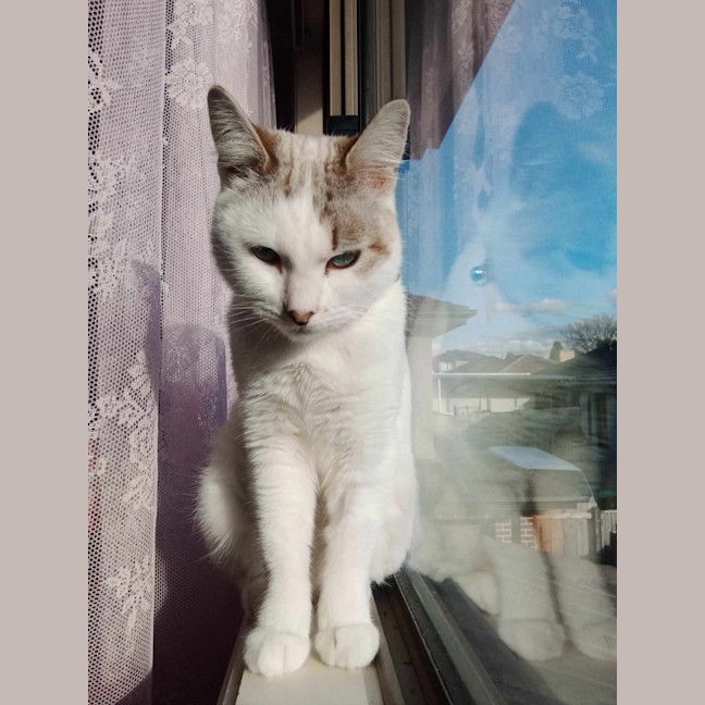 Photo of Misty