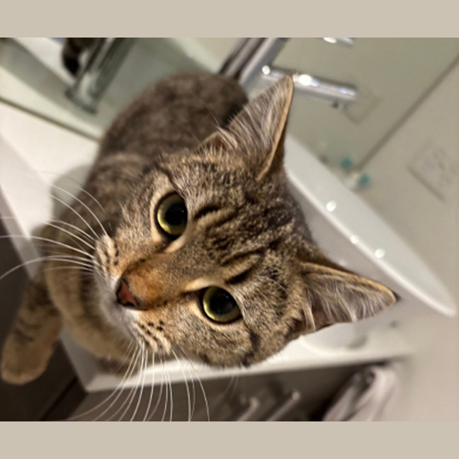 Photo of Maple