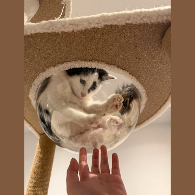 Photo of Spottie