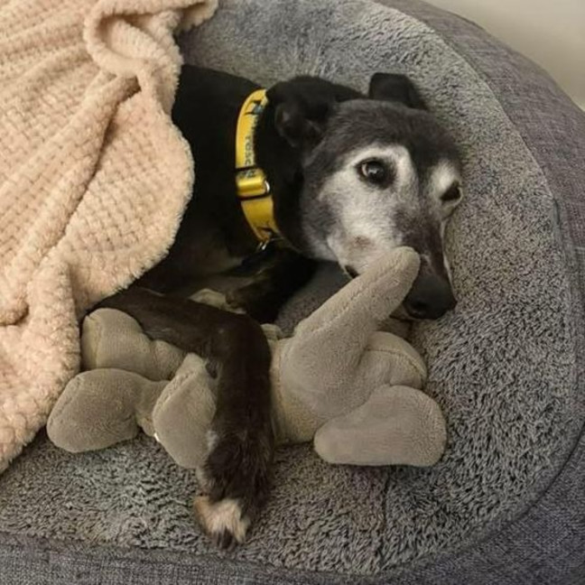 Photo of Lucy Lou The Greyhound