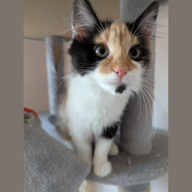 Photo of Wilma Flintstone 