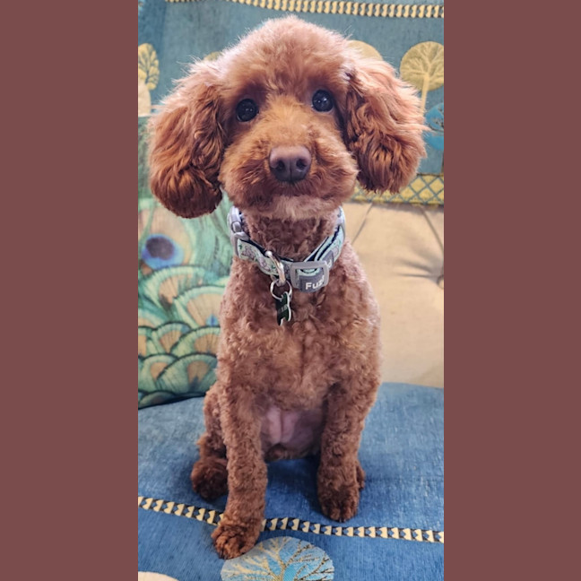 Photo of Luna