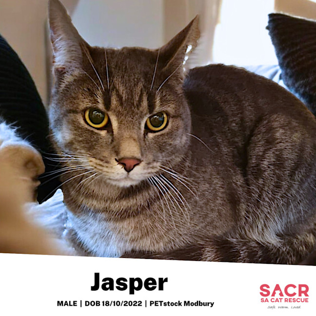 Photo of Jasper
