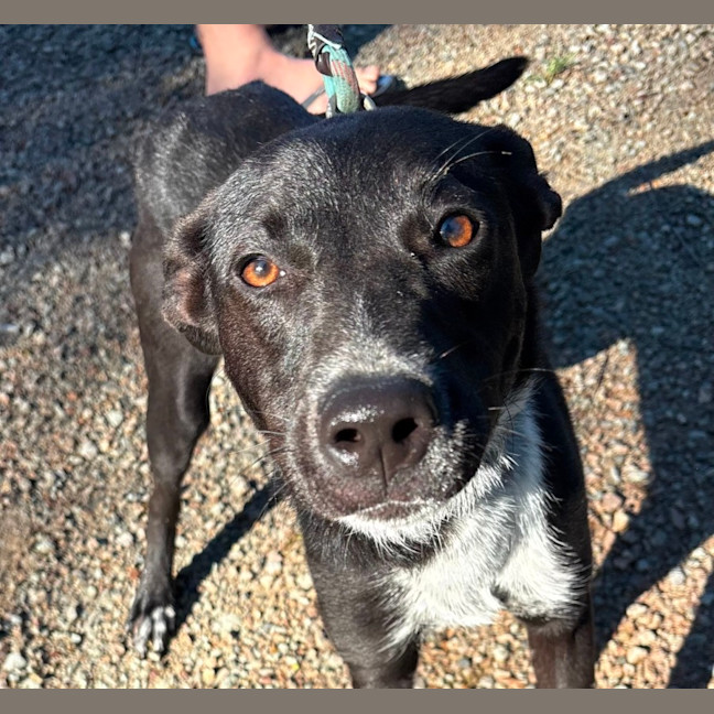 Photo of Kelcee *$350 Adoption Fee*