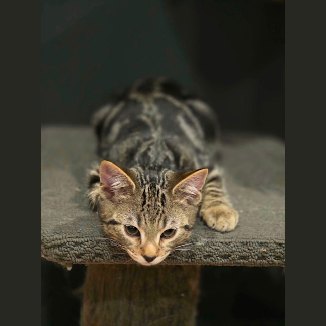 Photo of Tiramisu