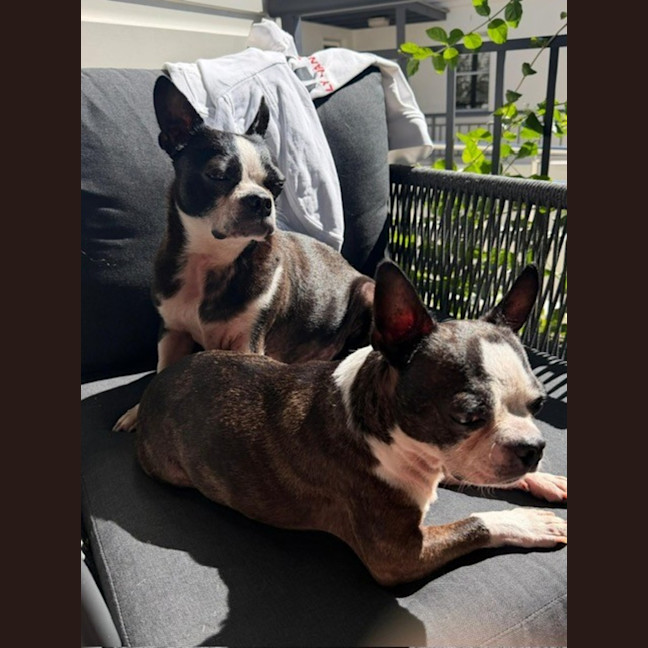 Photo of Spock & Oscar   6 Yo Boston Terrier