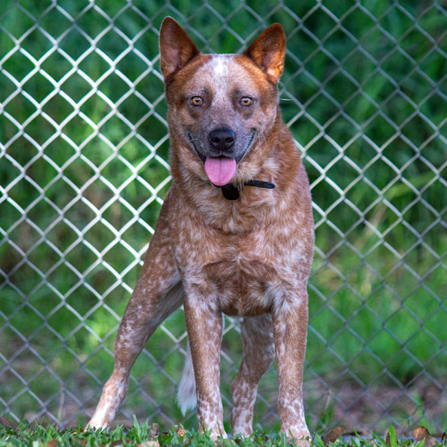 Photo of Trooper