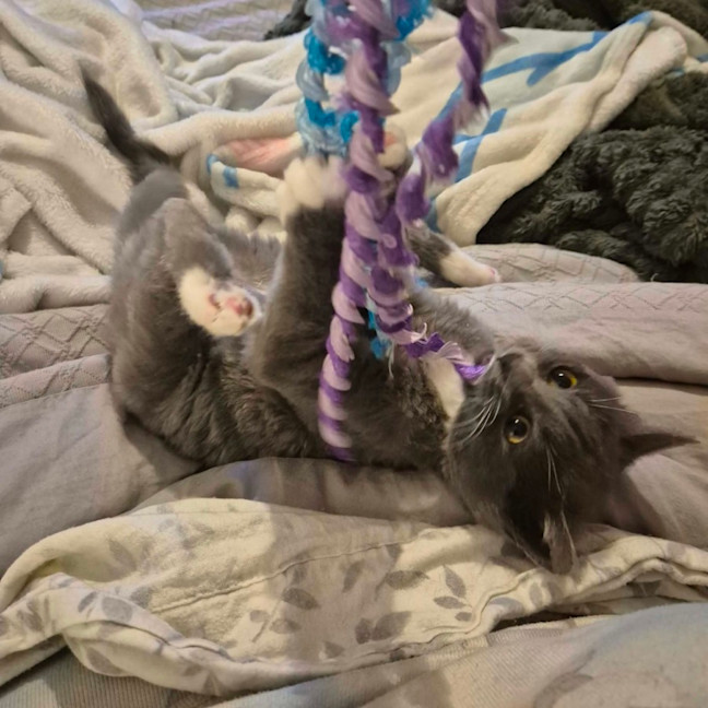 Photo of Violet