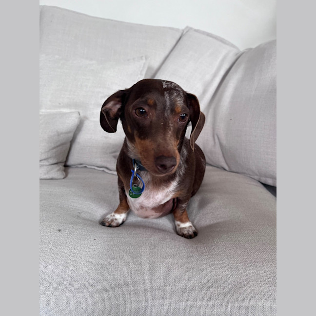 Photo of Ollie   5 Year Old Dachshund