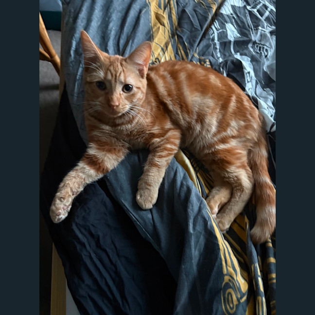 Photo of Roy Harper **2nd Chance Cat Rescue**