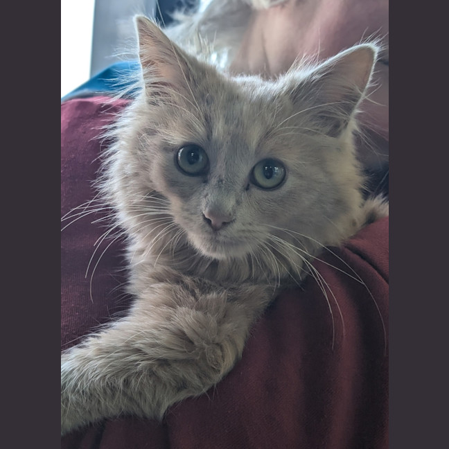 Photo of Mrs. Cotton