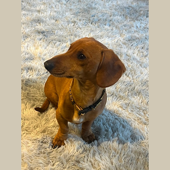 Photo of Hank The Charmer 