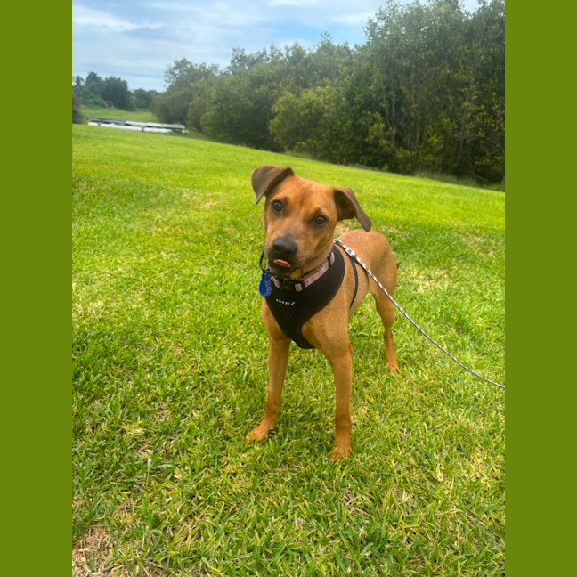 Photo of Gracie   2 Year Old Mixed Breed