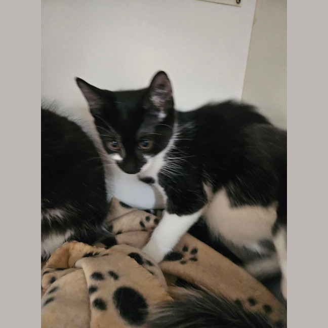 Photo of Cosmo