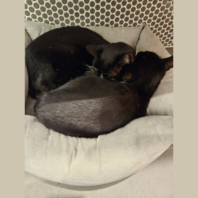 Photo of Mieka And Loki