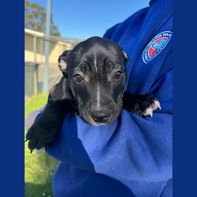 Photo of Chewie (Philip)