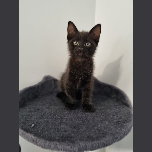 Photo of Dumpling