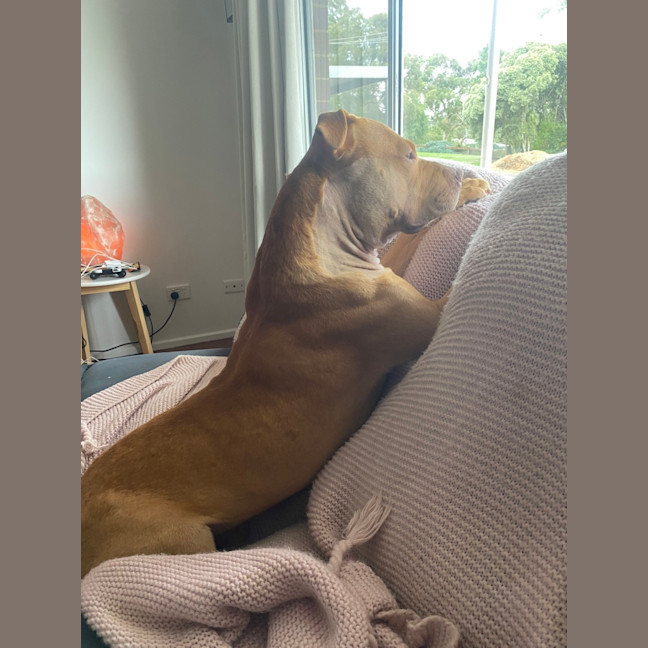 Photo of Whisky
