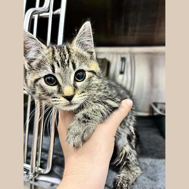 Photo of Cinnamon