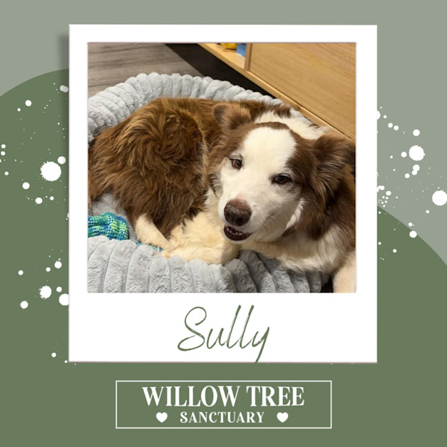 Photo of Sully
