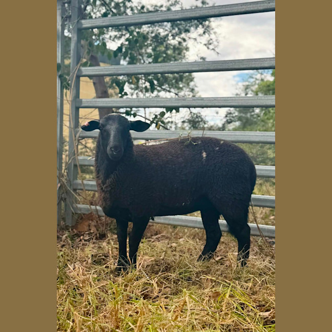 Photo of Lord & Lady Fluffington & Fluffer Nutter. 