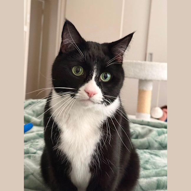 Photo of Parsnip
