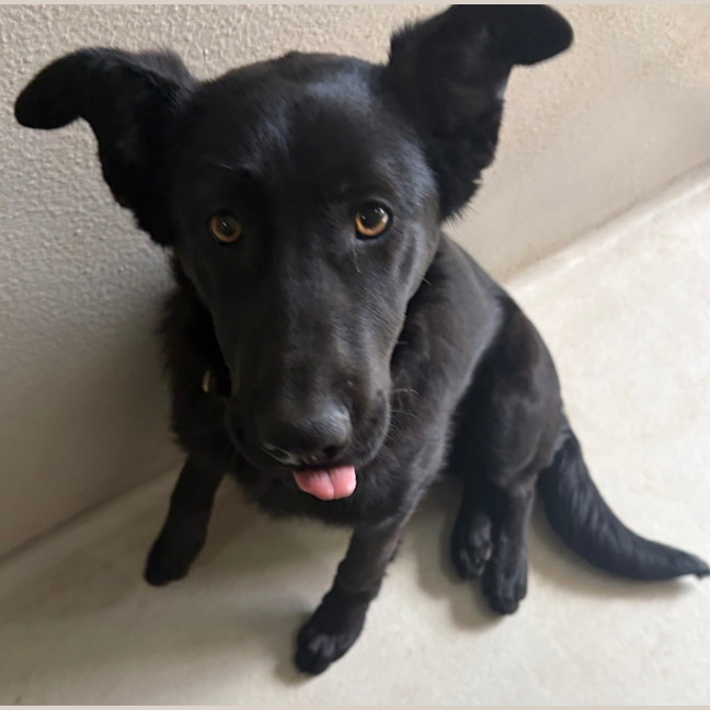 Photo of Sheba 