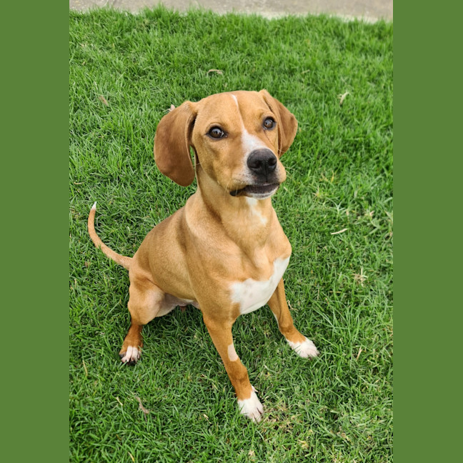 Photo of Pretzel