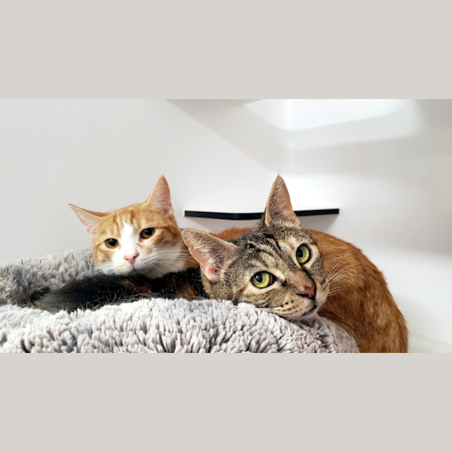 Photo of Mum Sua013024 & Ginger Ninja Sua013023