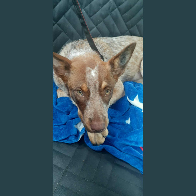 Photo of Rosie